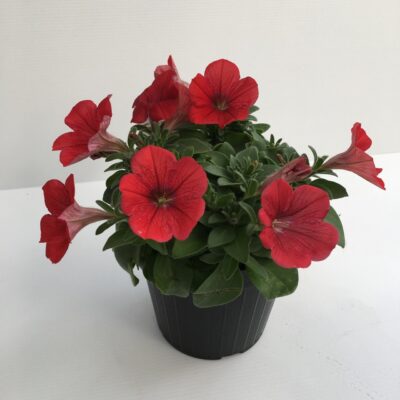 PETUNIA BINGO - immagine 4