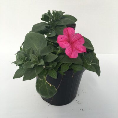 piantina di petunia sanguna hot rose vein