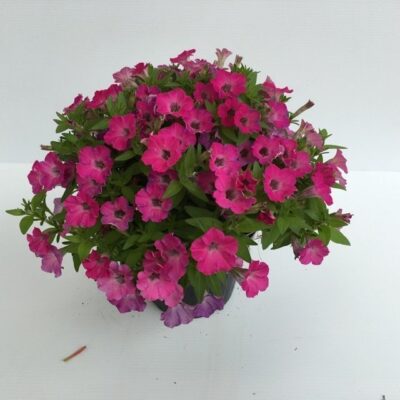 piantina di petunia sanguna mini rose