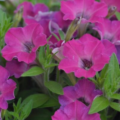 fiori di petunia sanguna mini rose