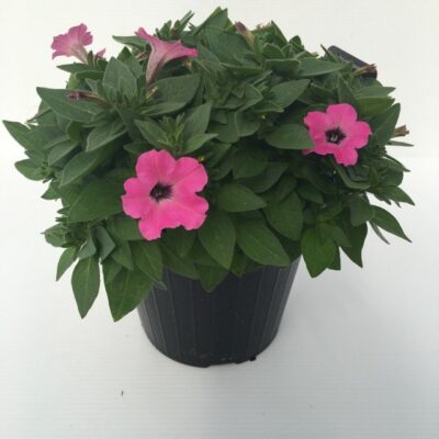 piantina di petunia sanguna mini rose