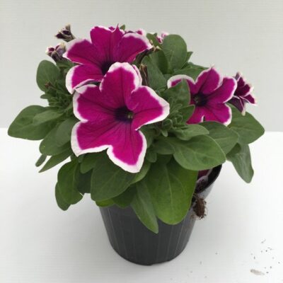 primo piano di petunia sanguna purple white