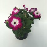 piantina di petunia sanguna white purple