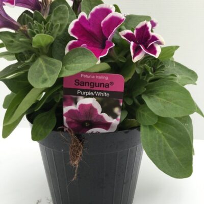 particolare dei fiori di petunia sanguna purple white