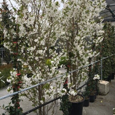 piante di prunus umineko