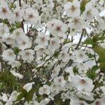 Prunus Umineko particolare dei fiori