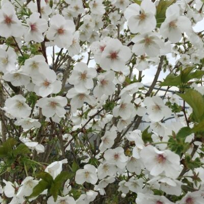 Prunus Umineko particolare dei fiori