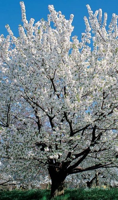 Prunus Umineko - immagine 2