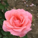 Primo piano del fiore di Rosa Blessings gpt