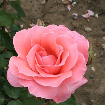 Primo piano del fiore di Rosa Blessings gpt