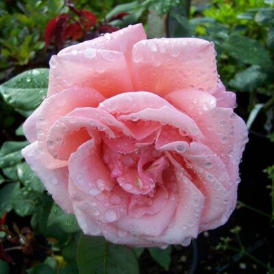 ROSA BLESSINGS GPT - immagine 2