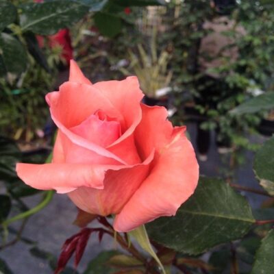 particolare del fiore di rosa blessings