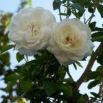 Fiori di Rosa Iceberg