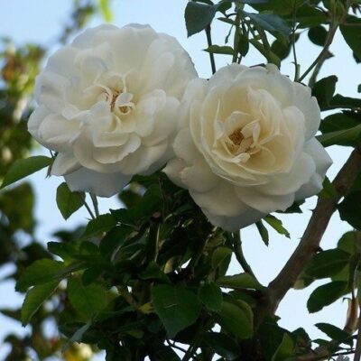 Fiori di Rosa Iceberg