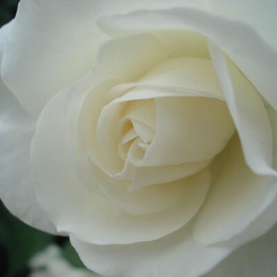 ROSA ICEBERG - immagine 2