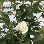 fiore di rosa iceberg gpt rampicante