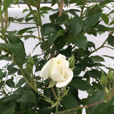 fiore di rosa iceberg gpt rampicante