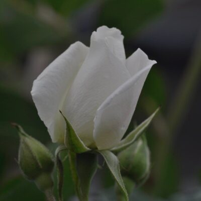 particolare del fiore di rosa iceberg rampicante