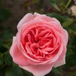 primo piano del fiore di Rosa Kimono