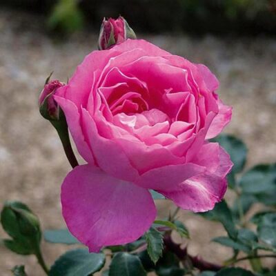 Primo piano del fiore di Rosa Sylvie Vartan