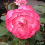 Primo piano del fiore di Rosa Sympathie