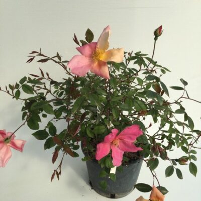 piantina di rosa chinensis mutabilis