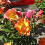 Rosa chinensis Mutabilis particolare dei fiori