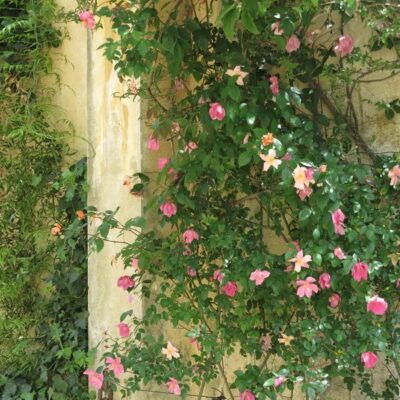 Esemplare di Rosa chinensis 'Mutabilis' allevata come rampicante