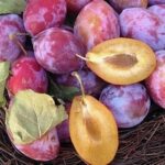 SUSINO COSCIA DI MONACA NERA