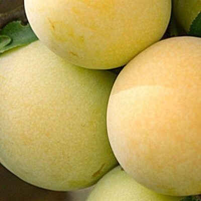 SUSINO SUN GOLD O
