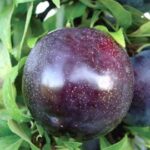 frutto di susino black amber