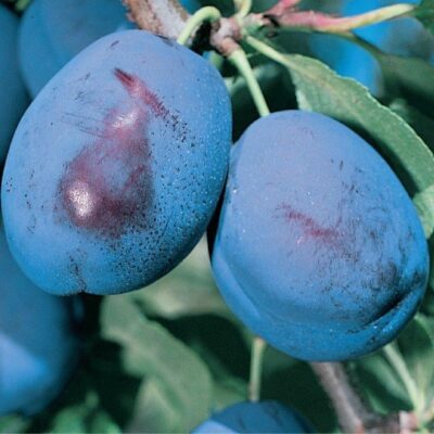 frutti di susino grossa di felisio
