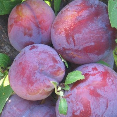 frutti di susino burbank