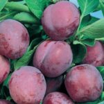frutti di susino sangue drago
