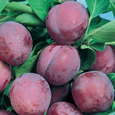 frutti di susino sangue drago