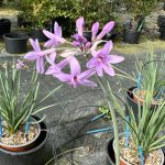 Tulbaghia violacea