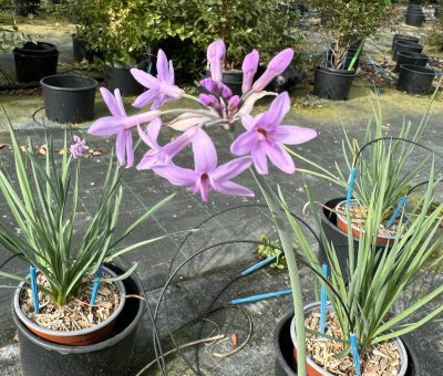 Tulbaghia violacea