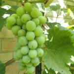 Primo piano del grappolo di Uva Fragola Bianca Noah