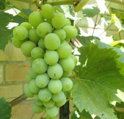 Primo piano del grappolo di Uva Fragola Bianca Noah
