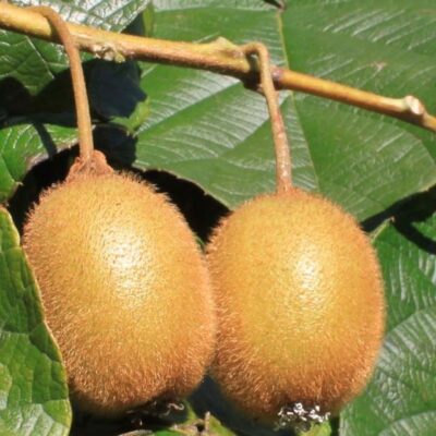 Il Kiwi Jenny è una varietà AUTOFERTILE. Frutti più piccoli (60g) e tondi di Hayward.