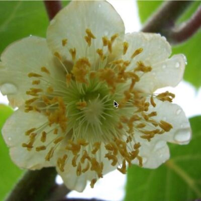 Il Kiwi Maschio è caratterizzato da Polline ad alta germinabilità (95%) e contemporaneità di fioritura con Hayward.
