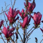 Particolare del fiore di Magnolia liliiflora 'Nigra'