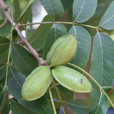 Noce Pecan: frutti sul ramo