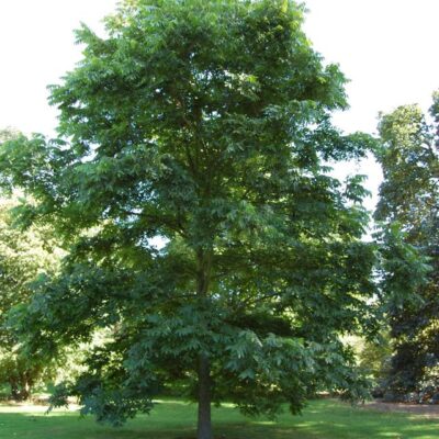 Esemplare adulto di Noce Pecan - Carya illinoiensis