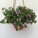 piantina di bacopa sutera cordata scopia mix