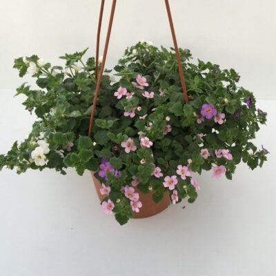 piantina di bacopa sutera cordata scopia mix
