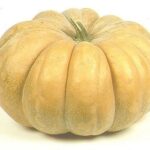 frutto di cucurbita moschata Zucca Moscata di Provenza