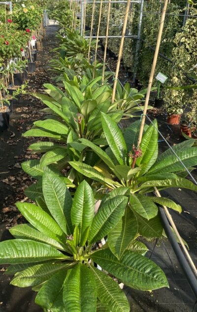 FRANGIPANI POMELIA Plumeria rubra - Vivai Frappetta