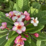FRANGIPANI POMELIA 'Tumbaline' - Vivai Frappetta