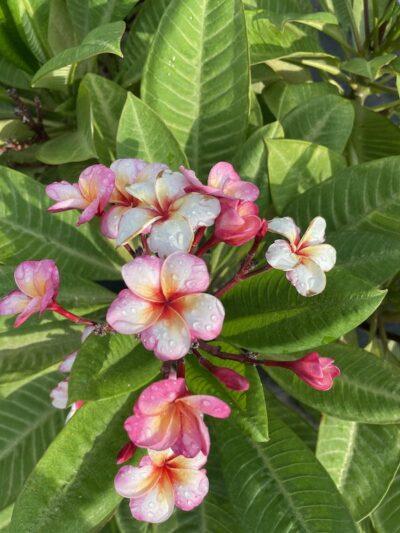 FRANGIPANI POMELIA 'Tumbaline' - Vivai Frappetta